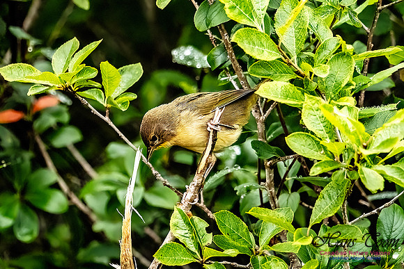 Common Yellowthroat 101