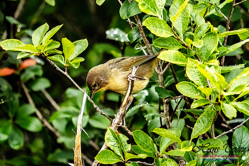 Common Yellowthroat 101
