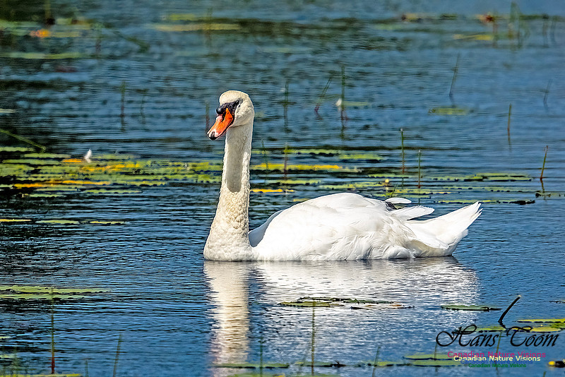 Mute Swan 101
