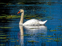 Mute Swan