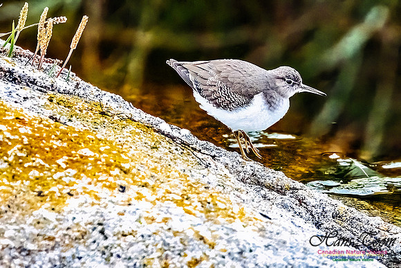 Spotted Sandpiper 101