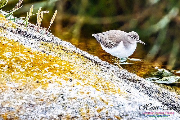Spotted Sandpiper 102