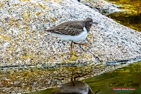 Spotted Sandpiper 103