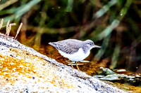 Spotted Sandpiper