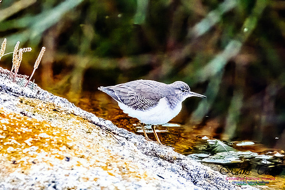 Spotted Sandpiper 100