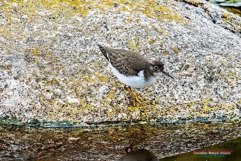 Spotted Sandpiper 104