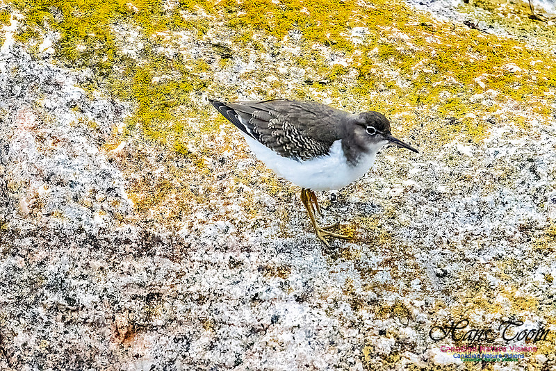 Spotted Sandpiper 105