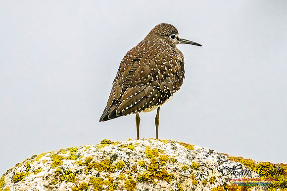 Solitary Sandpiper, on a Rock 105