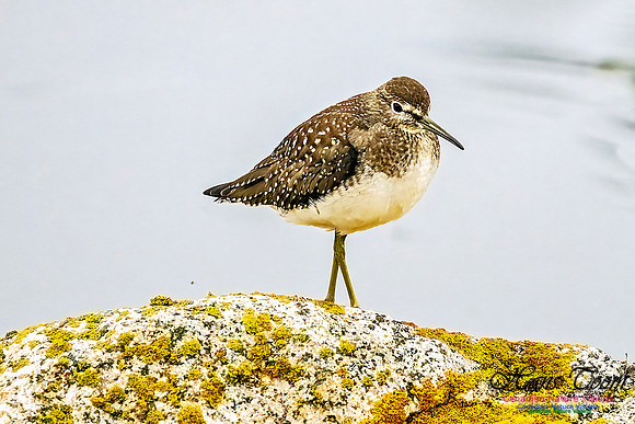 Solitary Sandpiper, on a Rock 102