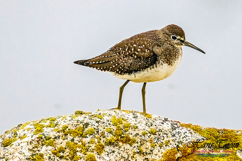 Solitary Sandpiper, on a Rock 103