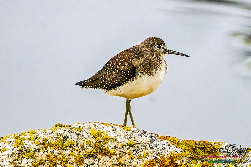 Solitary Sandpiper, on a Rock 101