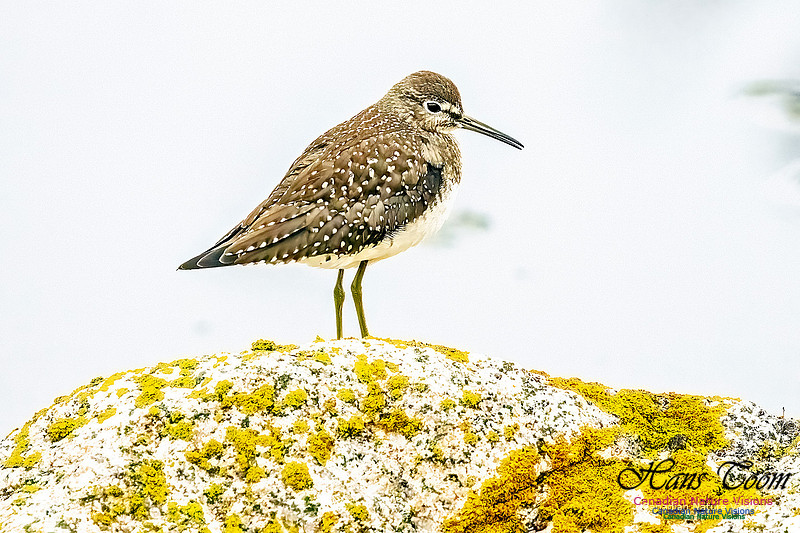 Solitary Sandpiper, on a Rock 104