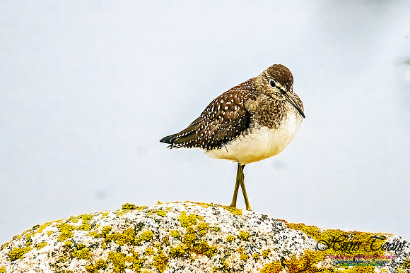 Solitary Sandpiper, on a Rock 100