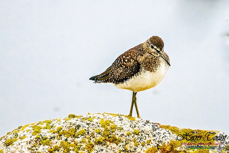 Solitary Sandpiper, on a Rock 100