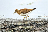 Solitary Sandpiper on a Rock