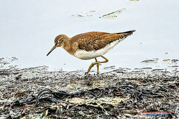 Solitary Sandpiper 300