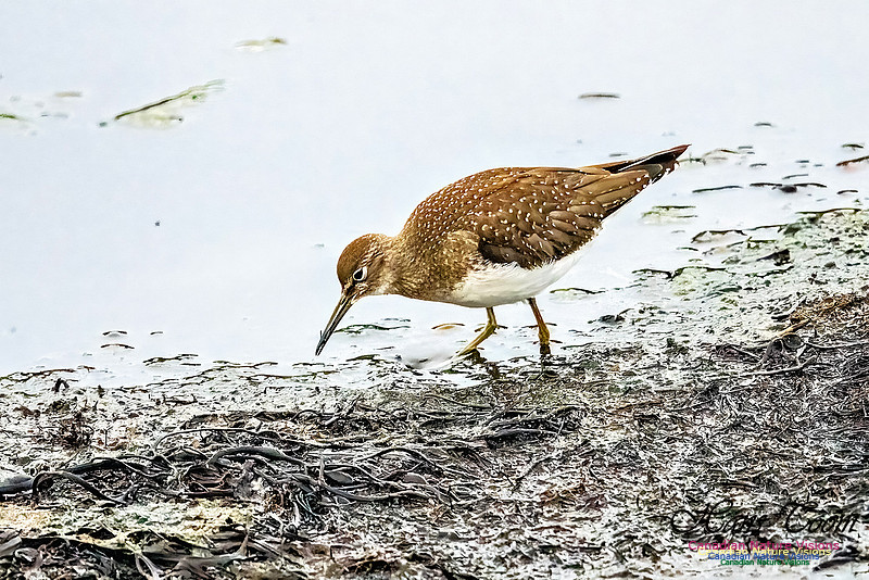 Solitary Sandpiper 301