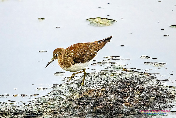 Solitary Sandpiper 302
