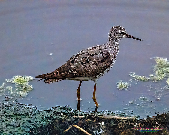 Lesser Yellowlegs 105