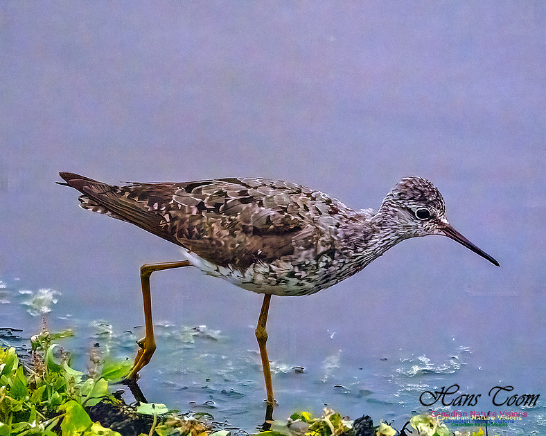Lesser Yellowlegs 104