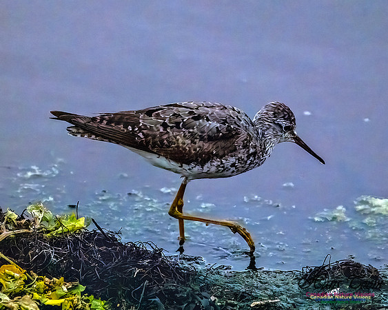 Lesser Yellowlegs 103