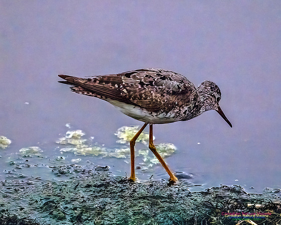 Lesser Yellowlegs 102