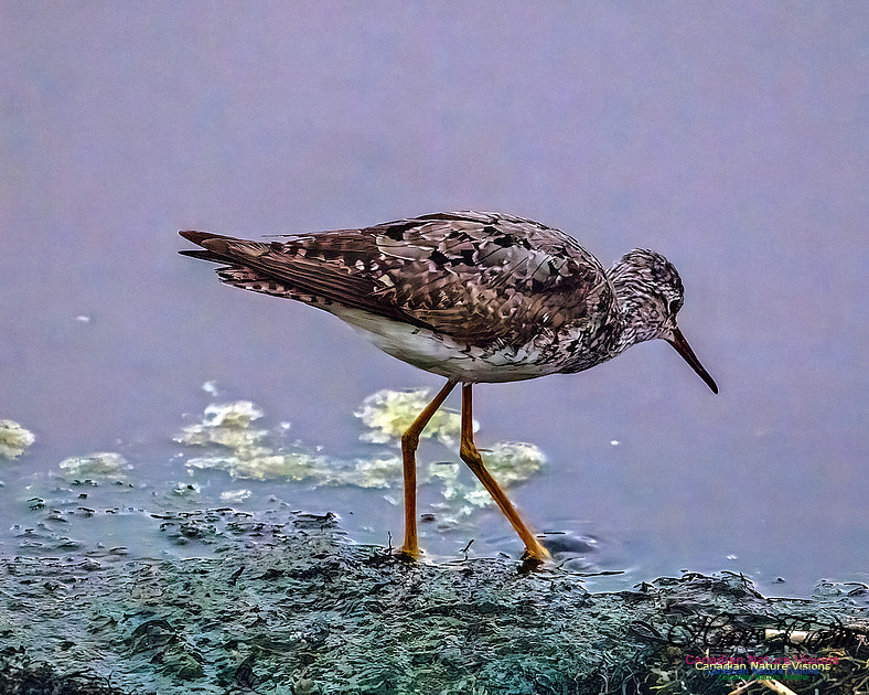 Lesser Yellowlegs 102