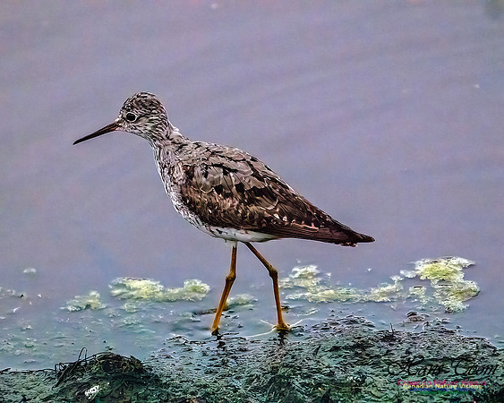 Lesser Yellowlegs 106