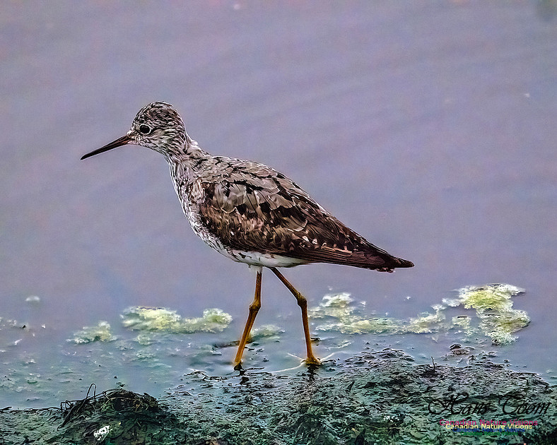 Lesser Yellowlegs 106