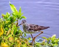 Shorebird Medley
