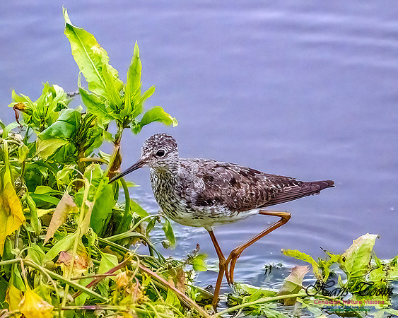 Lesser Yellowlegs 100