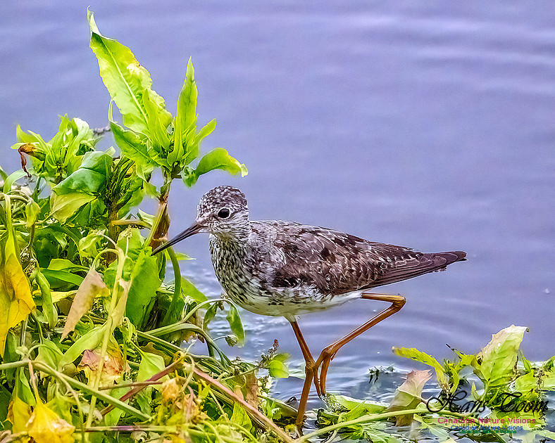 Lesser Yellowlegs 100