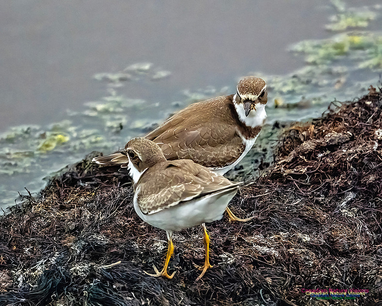 Semipalmated Plover 201