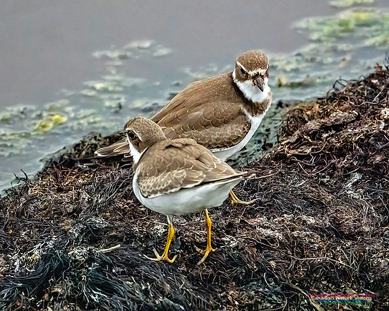 Semipalmated Plover 200