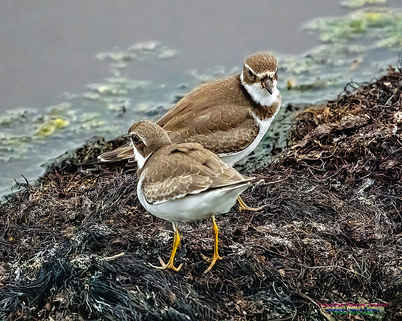 Semipalmated Plover 200