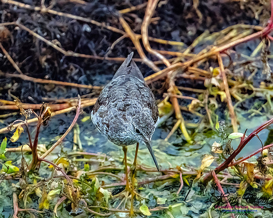 Lesser Yellowlegs 101