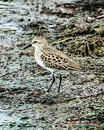 Semipalmated Sandpiper 100