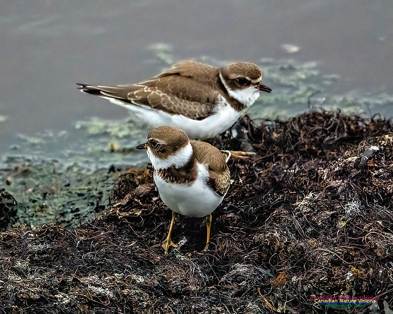 Semipalmated Plover 202