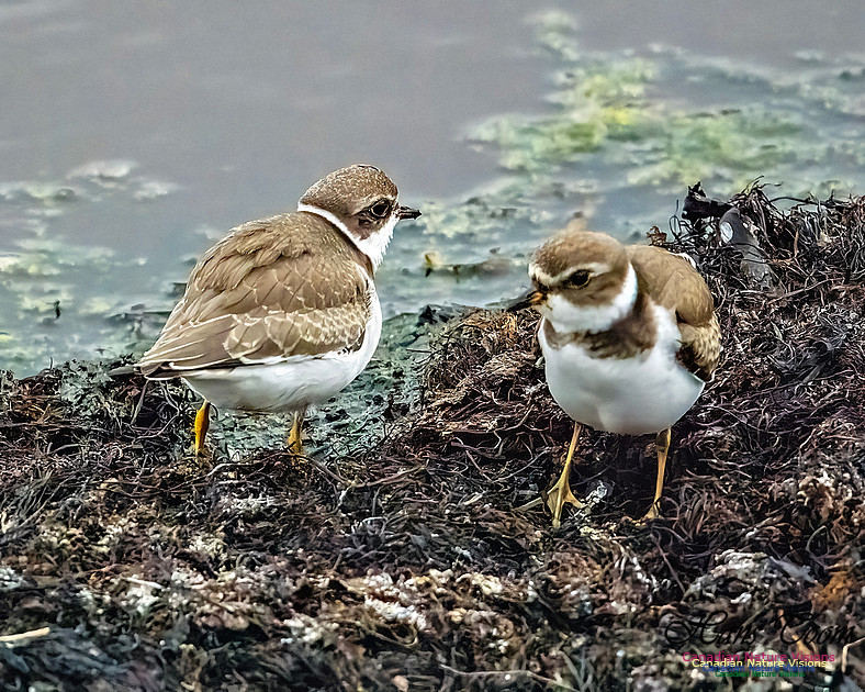 Semipalmated Plover 203
