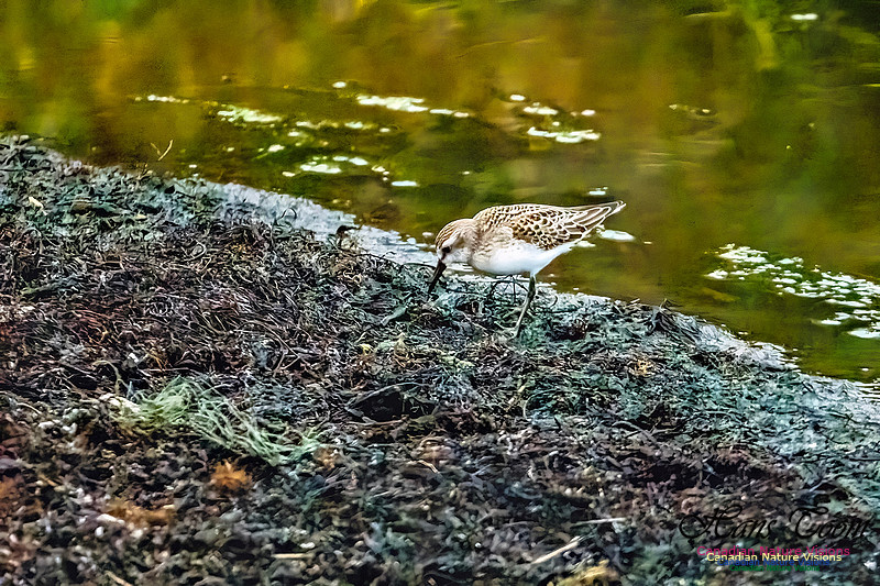 Semipalmated Sandpiper 102