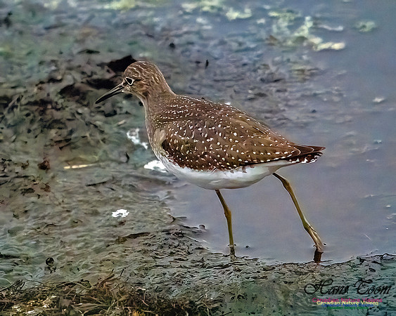 Solitary Sandpiper 400