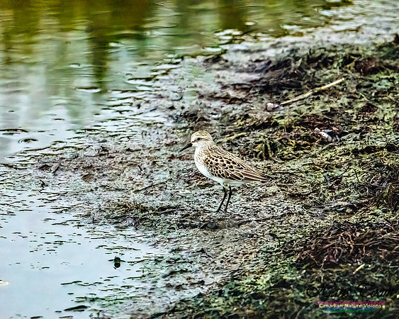 Semipalmated Sandpiper 101