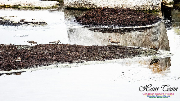 Shorebird Mix 100