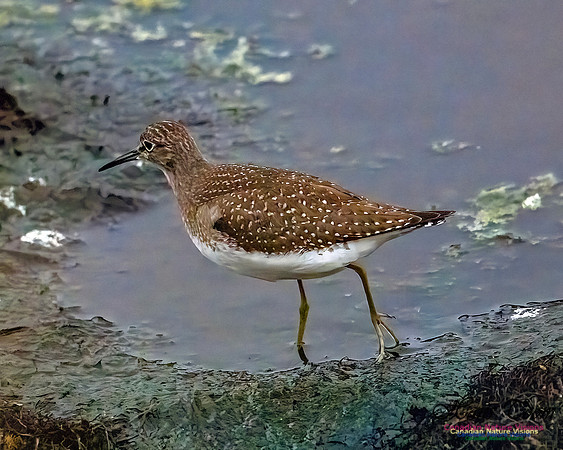 Solitary Sandpiper 401