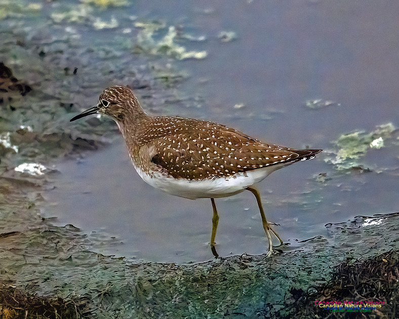 Solitary Sandpiper 401