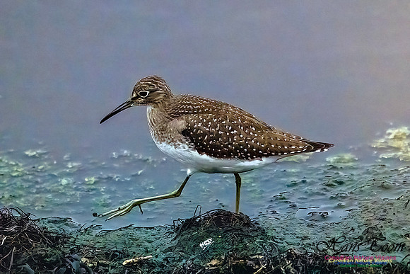 Solitary Sandpiper 403