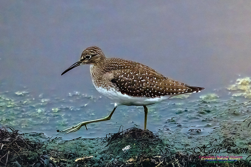 Solitary Sandpiper 403