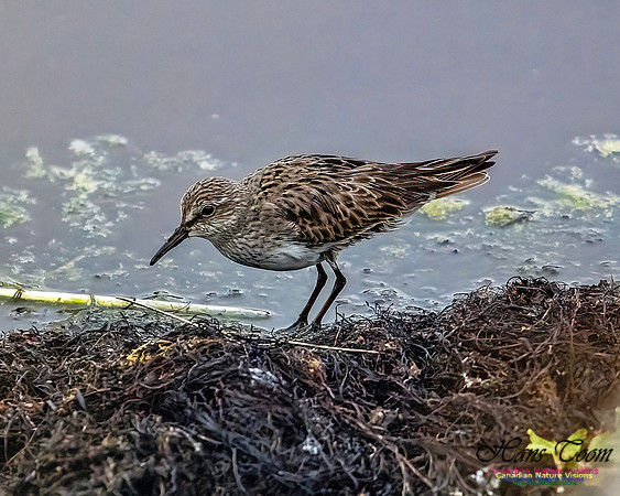 White-rumped Sandpiper 100