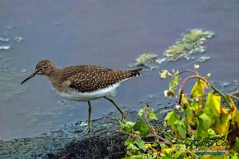 Solitary Sandpiper 402