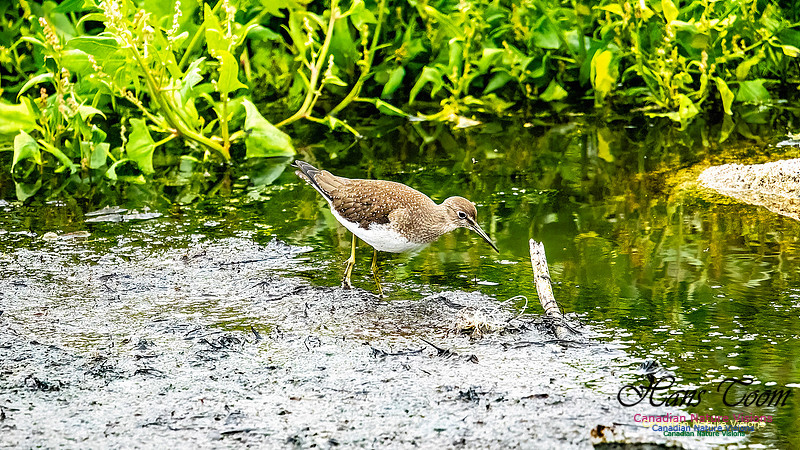 Solitary Sandpiper 404